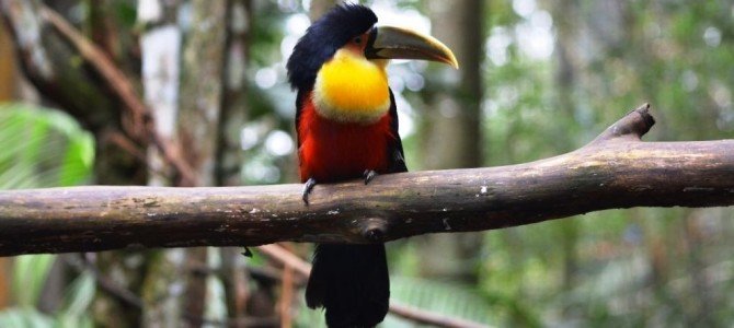 Parque das aves, para se maravilhar Parque das aves, para se maravilhar