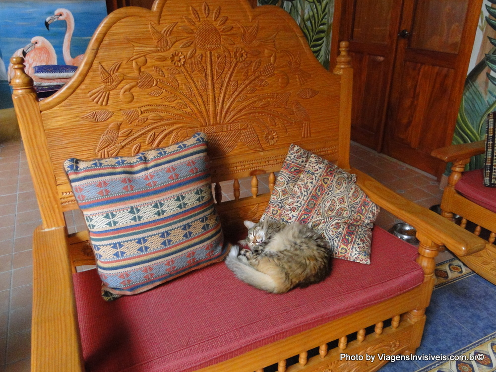 Gato na Casa Ángel, Mérida, México
