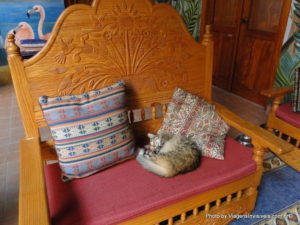 Gato na Casa Ángel, Mérida, México