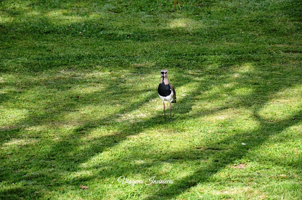 Amigo tímido no Jardim Botânico-001