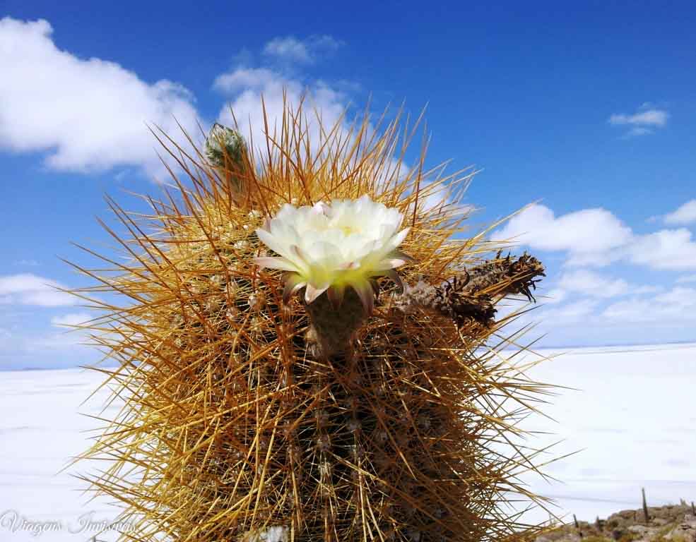 Flores do deserto, Uyuni
