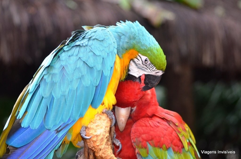 Ararinhas namorando no Parque das Aves