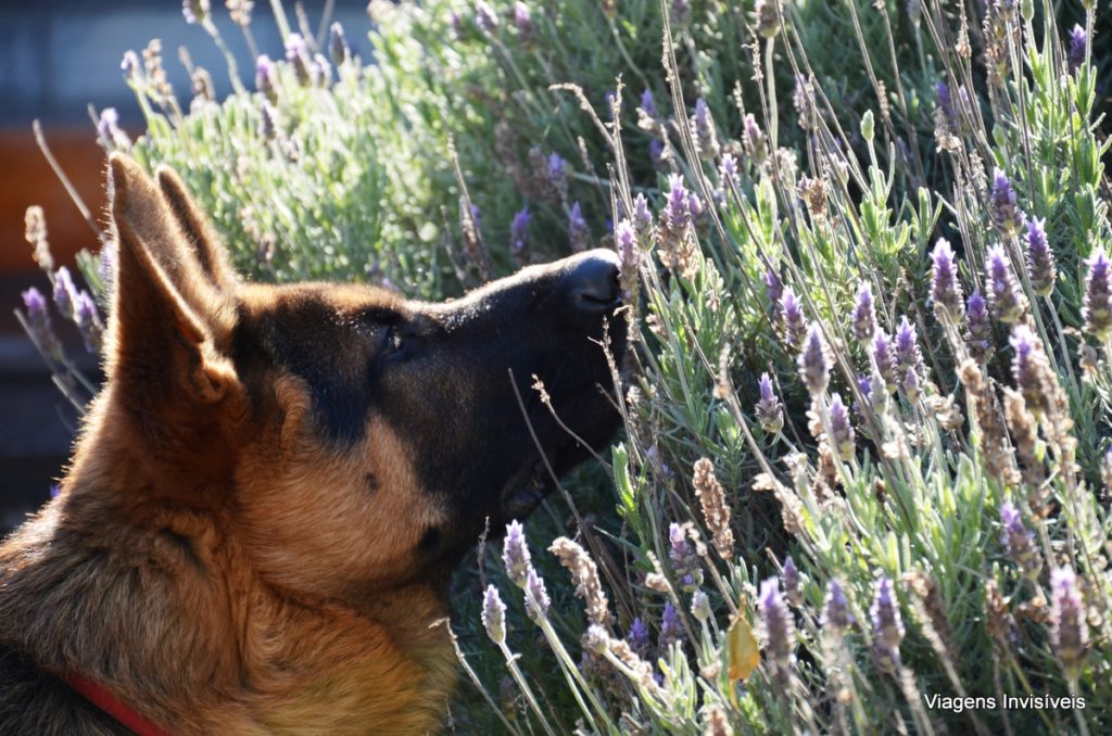 cachorro da cordano, pousada campotinto, carmelo, uruguai