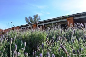 lavanda, pousada Campotinto, Carmelo, Uruguai