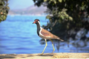 Natureza no Lago Fateh Sagar, Udaipur, India