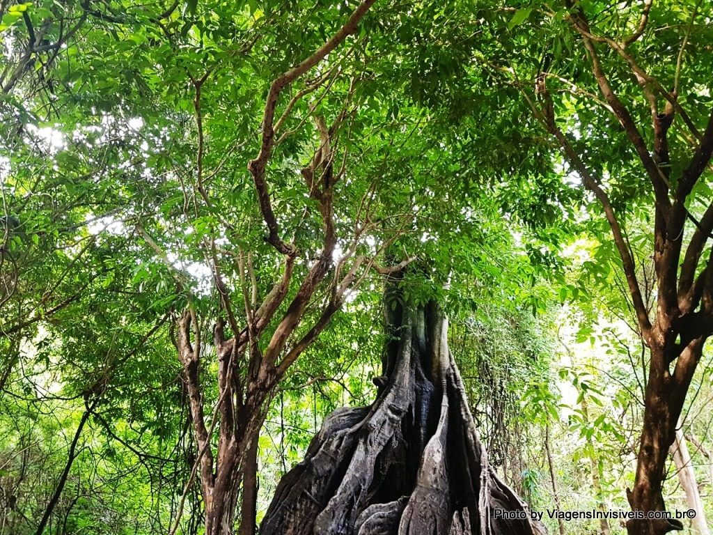 Região de Manacapuru, Floresta Amazônica