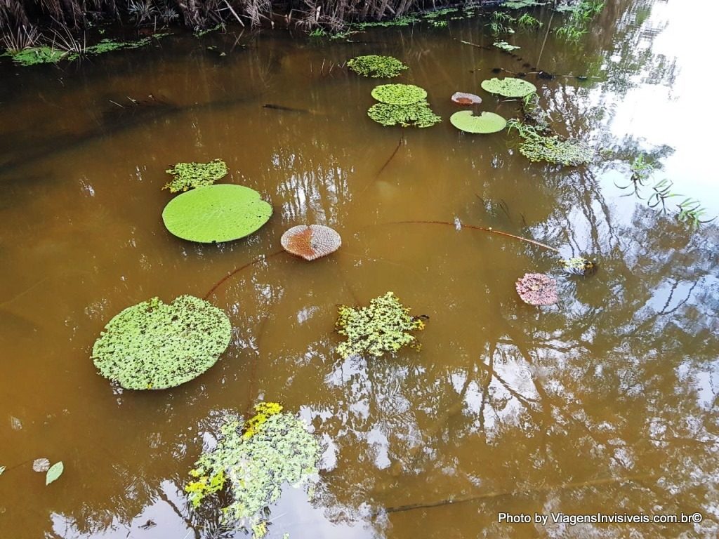 Vitórias Régias, Amazônia