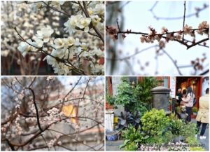 As flores do Hutong Maoer e Shichahai