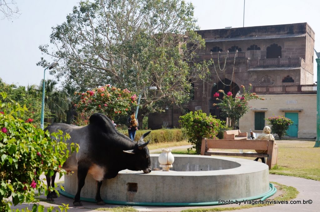 As vacas sagradas soltas no Jardim de Jodhpur, Índia