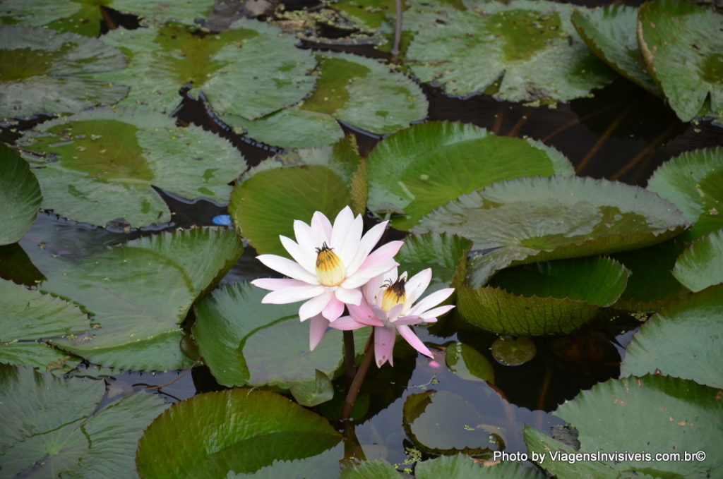 Flor de lótus, Jardim de Jodhpur, Índia