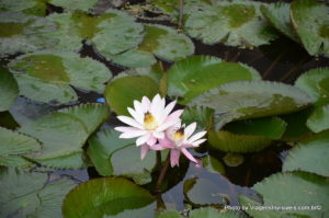 Flor de lótus, Jardim de Jodhpur, Índia