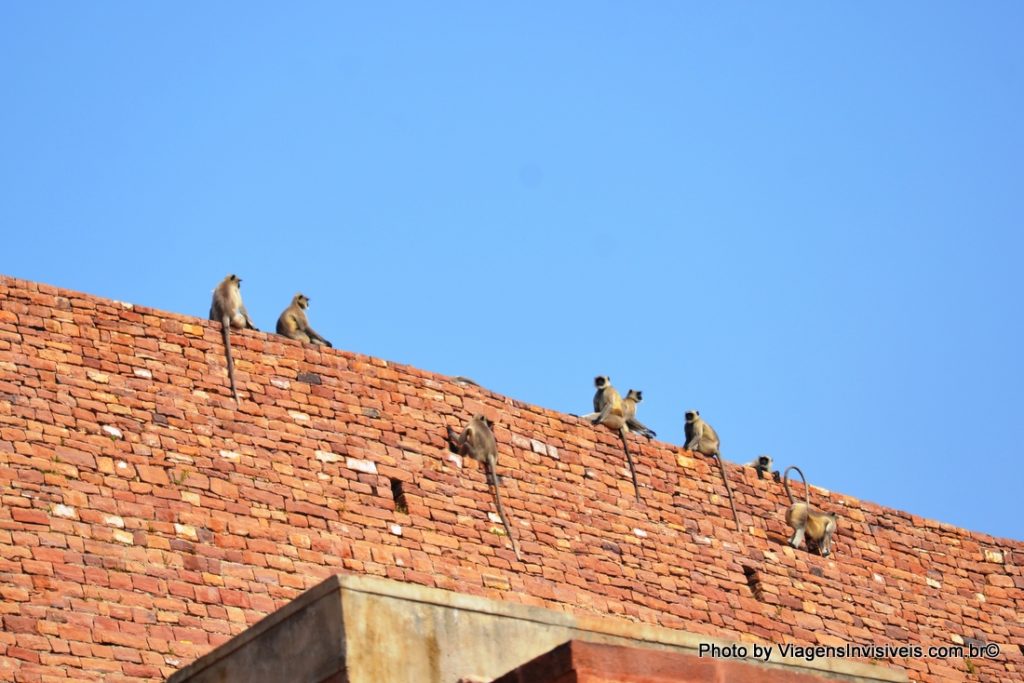 Macacos no Jardim de Jodhpur, Índia