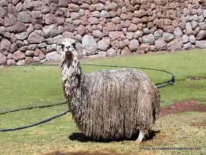 Llama, Pisac, Peru