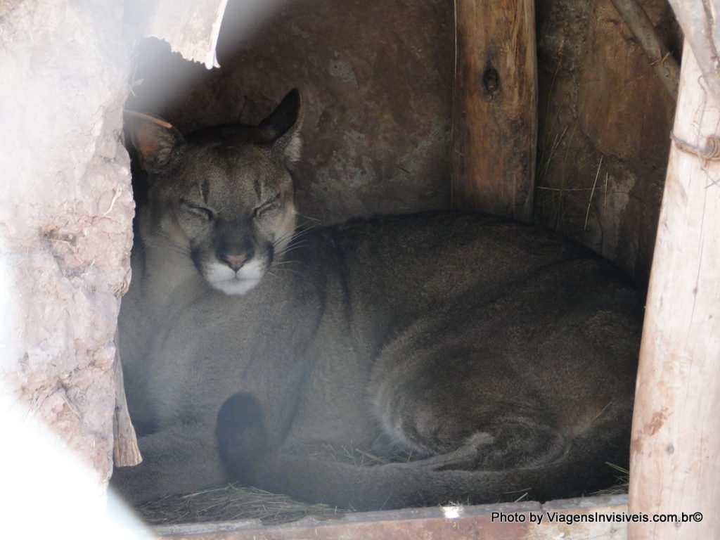 Puma no Zoológico de Condores, Peru