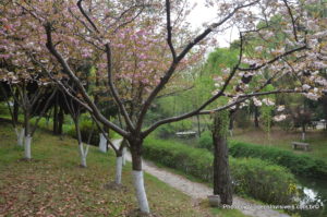 Cerejeiras no Tiger Hill, Suzhou, China-001