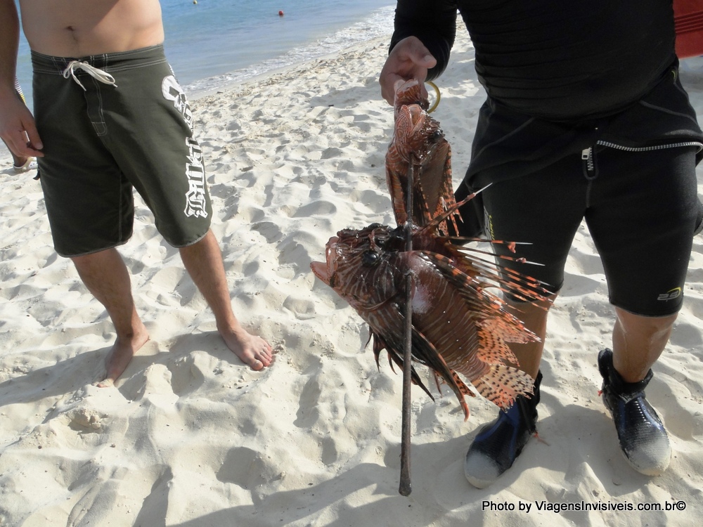 Resultado da pesca em Playa del Carmen. Tulum e Playa del Carmen,