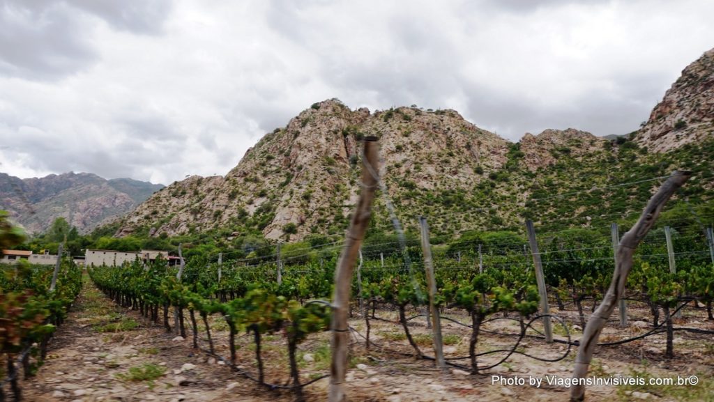 Vinhedos e montanhas na Finca de las Nubes, Cafayate, Salta, Argentina