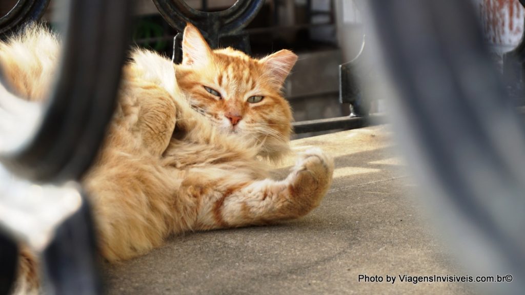 Até os gatos são preguiçosos pela manhã em Nova Orleans, EUA