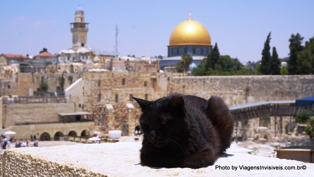 Faça como o gato, curtir o muro das lamentações é grátis