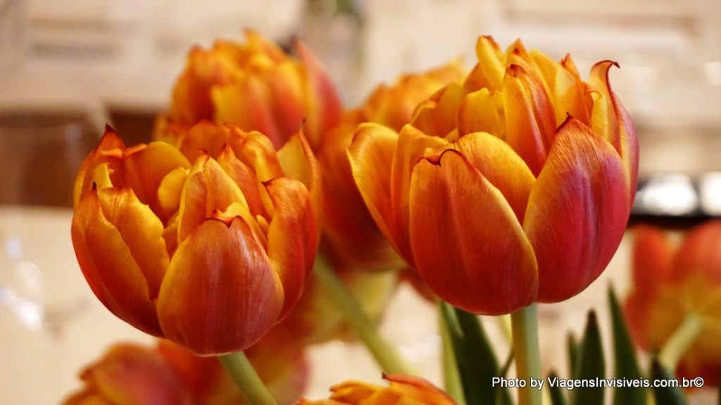 Tulipas na Itália, Chianti