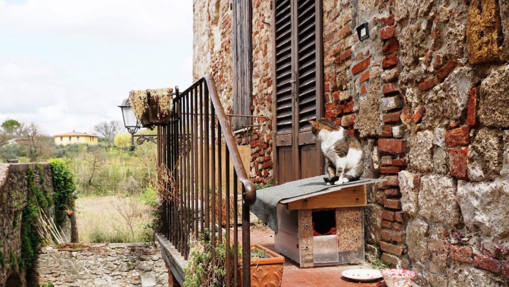 Gatinho como companhia em Cole di Val D'Elsa, Itália