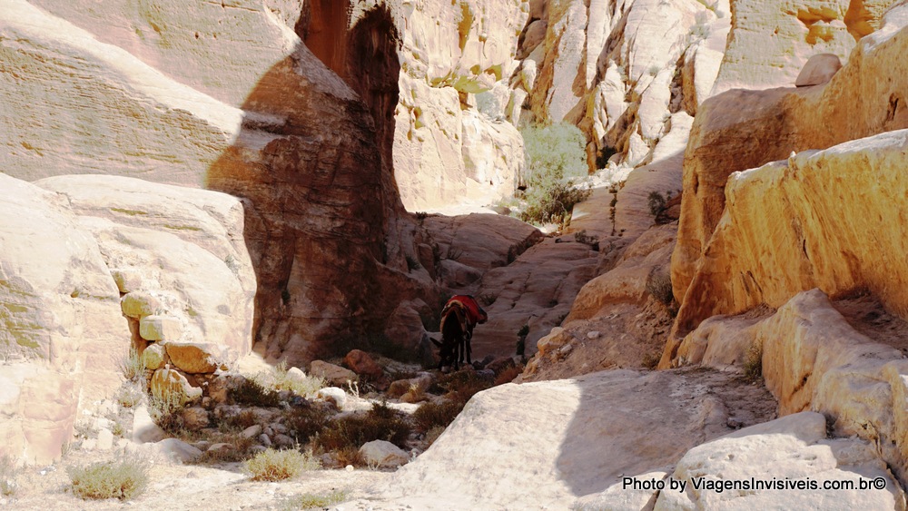 O cavalo busca uma sombra na aridez de Petra, Jordânia